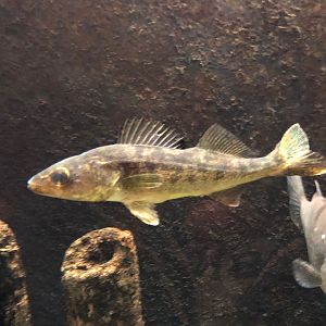 Yellow Perch