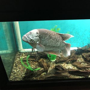 Giant Gourami
