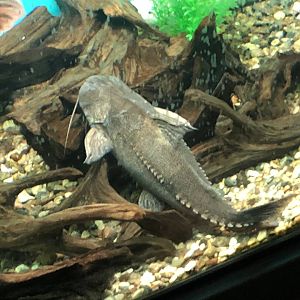 Ripsaw Catfish