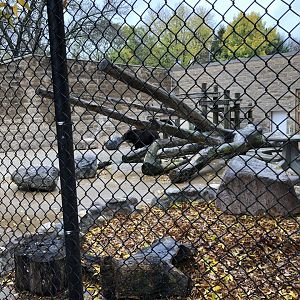 American Black Bear Exhibit