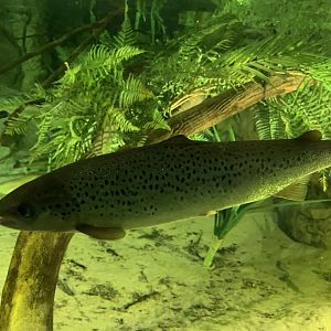 Brown Trout
