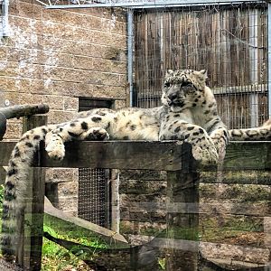 Snow Leopard