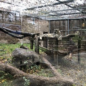 Snow Leopard exhibit