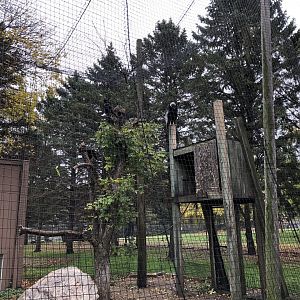 Andean Condor exhibit