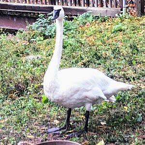 Trumpeter Swan