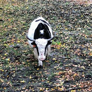 Domestic Yak