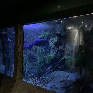 Pacu Tank