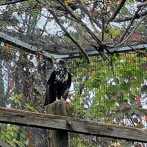 Red-tailed Hawk