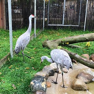 Sandhill Cranes