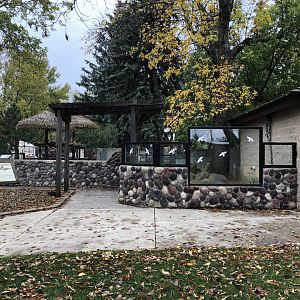 American Alligator exhibit