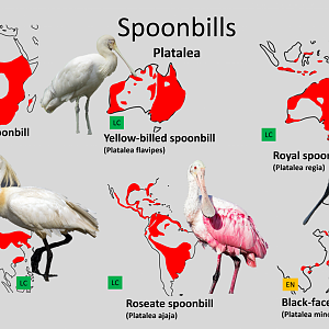 Spoonbill distribution maps - Version 2.0