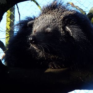 Palawan Binturong, Exmoor Zoo