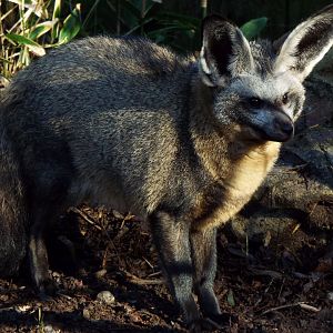 Bat-eared Fox, Exmoor Zoo
