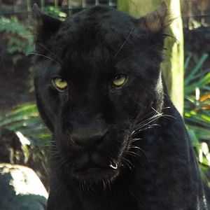 Black Leopard, Zoysa. Exmoor Zoo