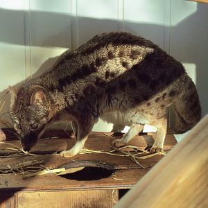 Fanaloka, Exmoor Zoo