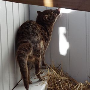 Fanaloka, Exmoor Zoo
