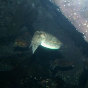 2008: Mourning cuttlefish (Sepia plangon)