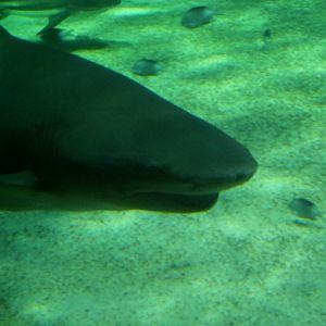 2008:  Sicklefin lemon shark (Negaprion acutidens)