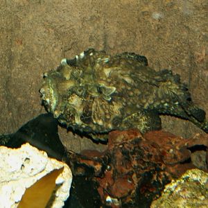 2008: Estuarine Stonefish (Synanceia horrida)