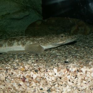 2008: Flathead fish (Sorsogona spp)