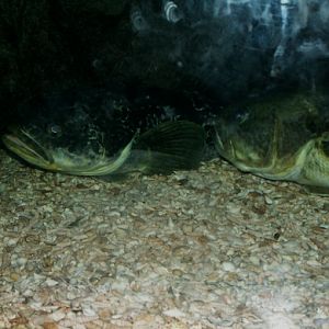 2008: Marbled rockcod (Notothenia rossii)