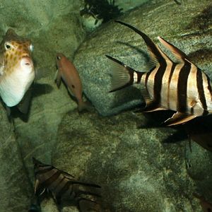 2008: Enoplosus armatus, Caesioperca lepidoptera, Anoplocapros inermis