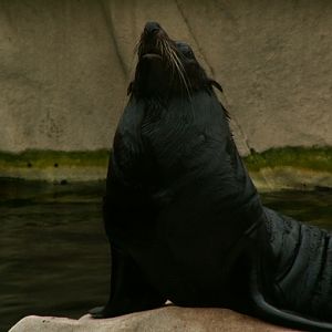 2008: New Zealand fur seal (Arctocephalus forsteri)