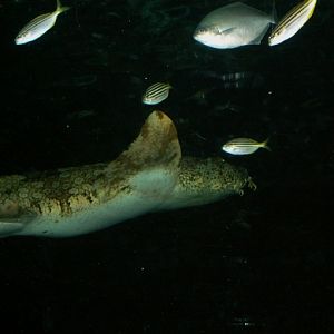 small striped fishes (perches?) , Sydney Aquarium 2008