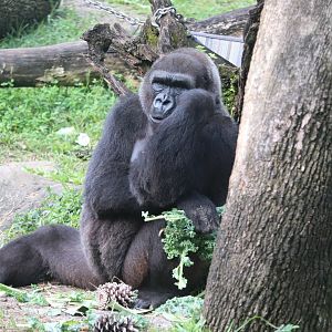 Myombe Reserve - Western Lowland Gorilla
