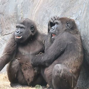 Myombe Reserve - Western Lowland Gorilla