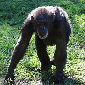 Myombe Reserve - Chimpanzee