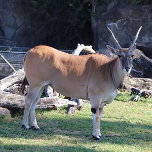 Serengeti Plain - Common Eland