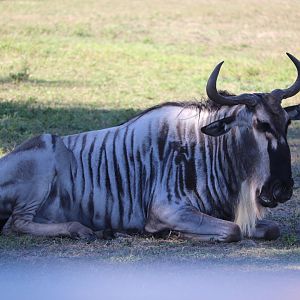 Serengeti Plain - White-Bearded Wildebeast