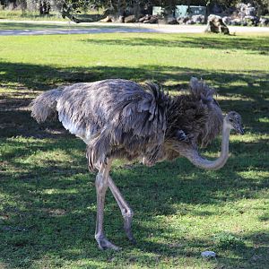 Serengeti Plain - Ostrich