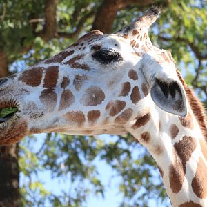 Serengeti Plain - Giraffe