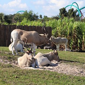 Serengeti Plain - Addax