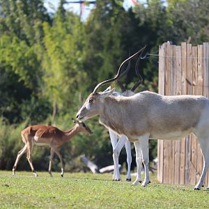 Serengeti Plain - Addax