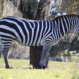 Serengeti Plain - Plains Zebra