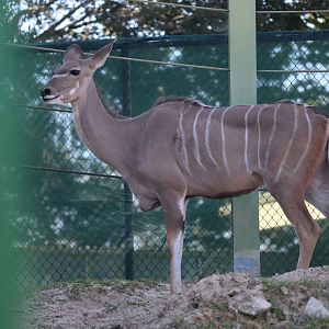 Serengeti Plain - Greater Kudu