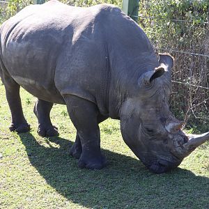Serengeti Plain - Southern White Rhinoceros