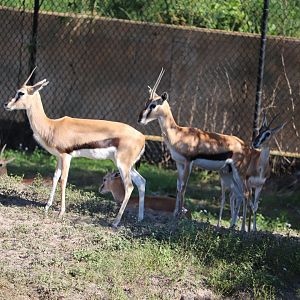 Edge of Africa - Thomson's Gazelle