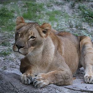 Edge of Africa - African Lion