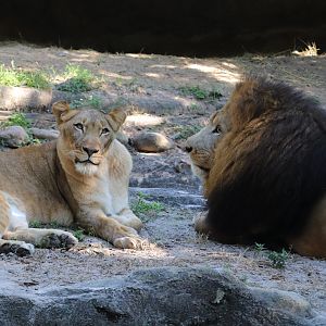 Edge of Africa - African Lion