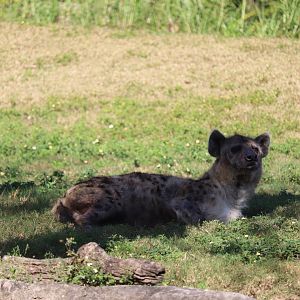 Edge of Africa - Spotted Hyena