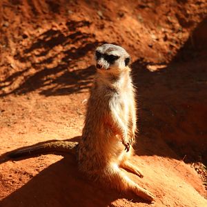 Edge of Africa - Meerkat