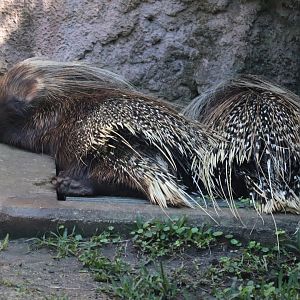Edge of Africa - African Crested Porcupine