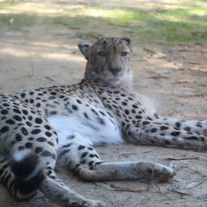 Cheetah Run - Cheetah