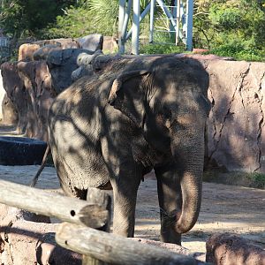 Nairobi - Asian Elephant