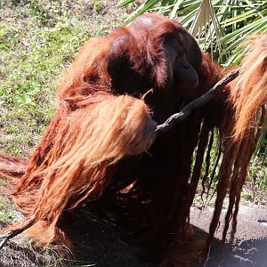 Jungala - Orangutan