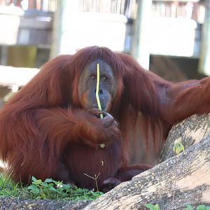 Jungala - Orangutan